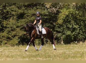 Friesen Mix, Wallach, 5 Jahre, 160 cm, Rotbrauner