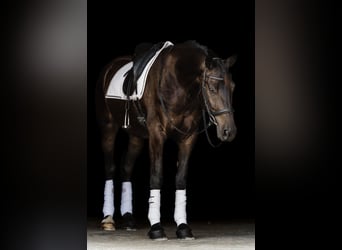 Friesen Mix, Wallach, 5 Jahre, 160 cm, Rotbrauner