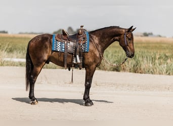 Friesen Mix, Wallach, 5 Jahre, 160 cm, Rotbrauner