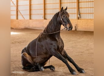 Friesen, Wallach, 5 Jahre, 160 cm, Rotbrauner