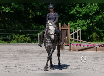 Friesen Mix, Wallach, 5 Jahre, 160 cm, Schimmel