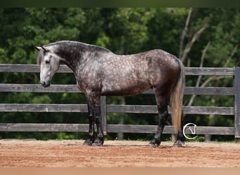 Friesen Mix, Wallach, 5 Jahre, 160 cm, Schimmel