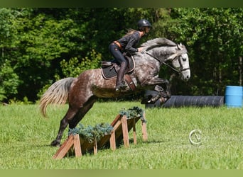 Friesen Mix, Wallach, 5 Jahre, 160 cm, Schimmel