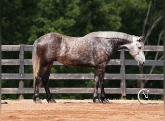 Friesen Mix, Wallach, 5 Jahre, 160 cm, Schimmel