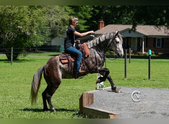 Friesen Mix, Wallach, 5 Jahre, 160 cm, Schimmel