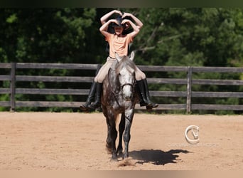 Friesen Mix, Wallach, 5 Jahre, 160 cm, Schimmel