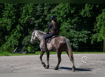 Friesen Mix, Wallach, 5 Jahre, 160 cm, Schimmel