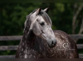 Friesen Mix, Wallach, 5 Jahre, 160 cm, Schimmel