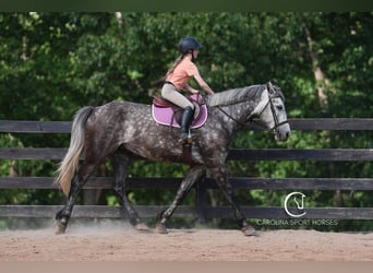 Friesen Mix, Wallach, 5 Jahre, 160 cm, Schimmel