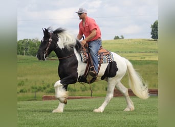Friesen, Wallach, 5 Jahre, 160 cm, Tobiano-alle-Farben