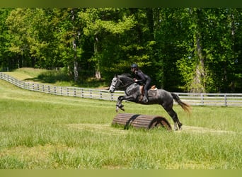 Friesen Mix, Wallach, 5 Jahre, 163 cm, Apfelschimmel