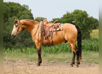 Friesen Mix, Wallach, 5 Jahre, 163 cm, Buckskin
