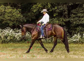 Friesen Mix, Wallach, 5 Jahre, 163 cm, Rotbrauner