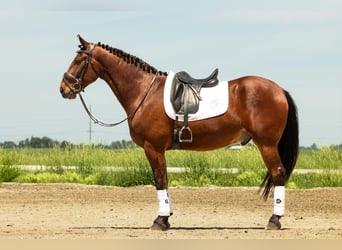 Friesen Mix, Wallach, 5 Jahre, 163 cm, Rotbrauner
