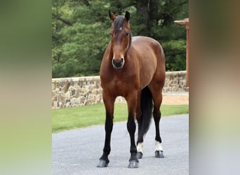 Friesen Mix, Wallach, 5 Jahre, 163 cm, Rotbrauner