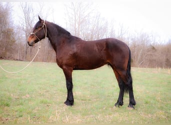 Friesen, Wallach, 5 Jahre, 163 cm, Rotbrauner