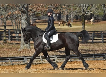 Friesen, Wallach, 5 Jahre, 163 cm, Schwarzbrauner
