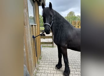 Friesen, Wallach, 5 Jahre, 164 cm, Rappe