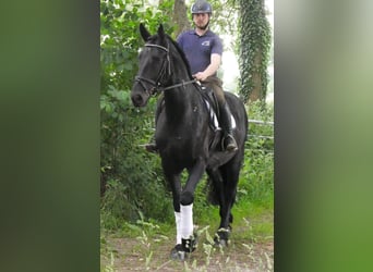 Friesen Mix, Wallach, 5 Jahre, 164 cm, Rappe