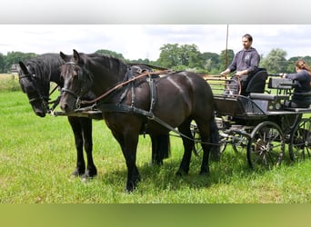 Friesen Mix, Wallach, 5 Jahre, 164 cm, Rappe