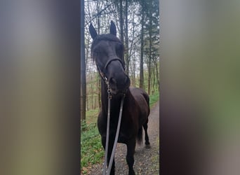 Friesen Mix, Wallach, 5 Jahre, 164 cm, Rappe