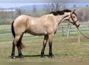 Friesen Mix, Wallach, 5 Jahre, 165 cm, Buckskin