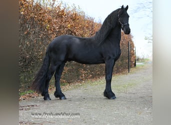 Friesen, Wallach, 5 Jahre, 165 cm, Rappe