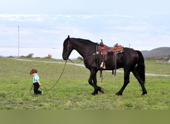 Friesen, Wallach, 5 Jahre, 165 cm, Rappe