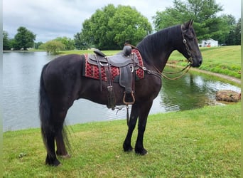 Friesen, Wallach, 5 Jahre, 165 cm, Rappe