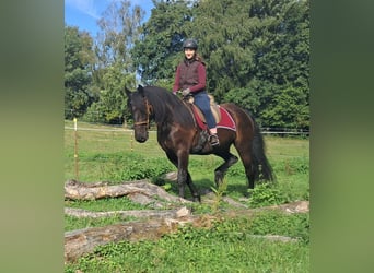 Friesen, Wallach, 5 Jahre, 165 cm, Rappe