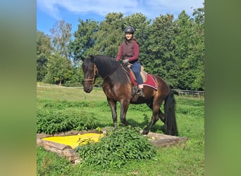 Friesen, Wallach, 5 Jahre, 165 cm, Rappe