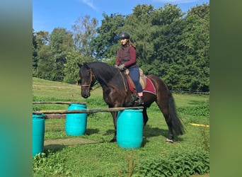 Friesen, Wallach, 5 Jahre, 165 cm, Rappe