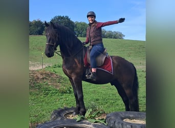 Friesen, Wallach, 5 Jahre, 165 cm, Rappe