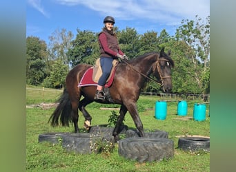 Friesen, Wallach, 5 Jahre, 165 cm, Rappe