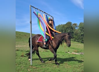 Friesen, Wallach, 5 Jahre, 165 cm, Rappe