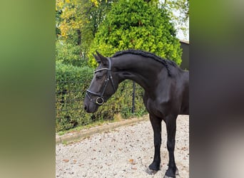 Friesen, Wallach, 5 Jahre, 166 cm, Rappe