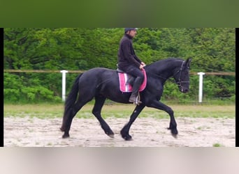 Friesen, Wallach, 5 Jahre, 166 cm, Rappe
