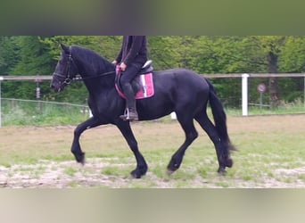 Friesen, Wallach, 5 Jahre, 166 cm, Rappe