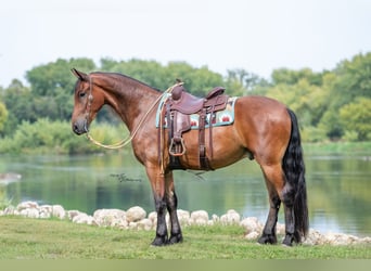 Friesen, Wallach, 5 Jahre, 168 cm
