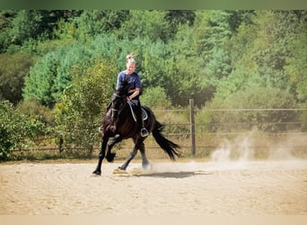 Friesen, Wallach, 5 Jahre, 168 cm, Rappe