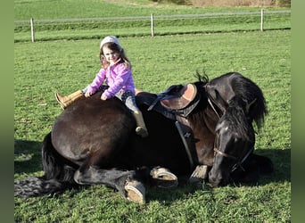 Friesen, Wallach, 5 Jahre, 168 cm, Rappe