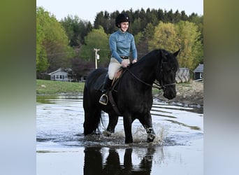 Friesen, Wallach, 5 Jahre, 168 cm, Rappe