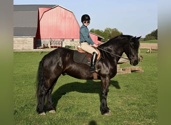 Friesen, Wallach, 5 Jahre, 168 cm, Rappe