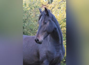 Friesen Mix, Wallach, 5 Jahre, 168 cm, Schwarzbrauner