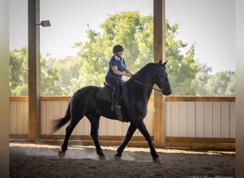 Friesen Mix, Wallach, 5 Jahre, 170 cm, Rappe