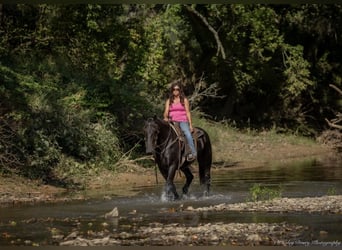Friesen Mix, Wallach, 5 Jahre, 170 cm, Rappe