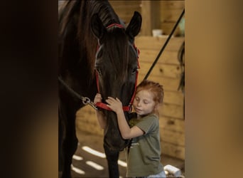 Friesen Mix, Wallach, 5 Jahre, 170 cm, Rappe