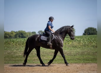 Friesen Mix, Wallach, 5 Jahre, 170 cm, Rappe