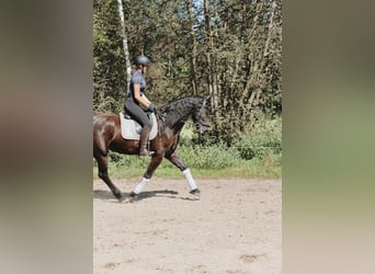 Friesen, Wallach, 5 Jahre, 170 cm, Schwarzbrauner