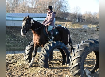 Friesen, Wallach, 5 Jahre, 170 cm, Tobiano-alle-Farben